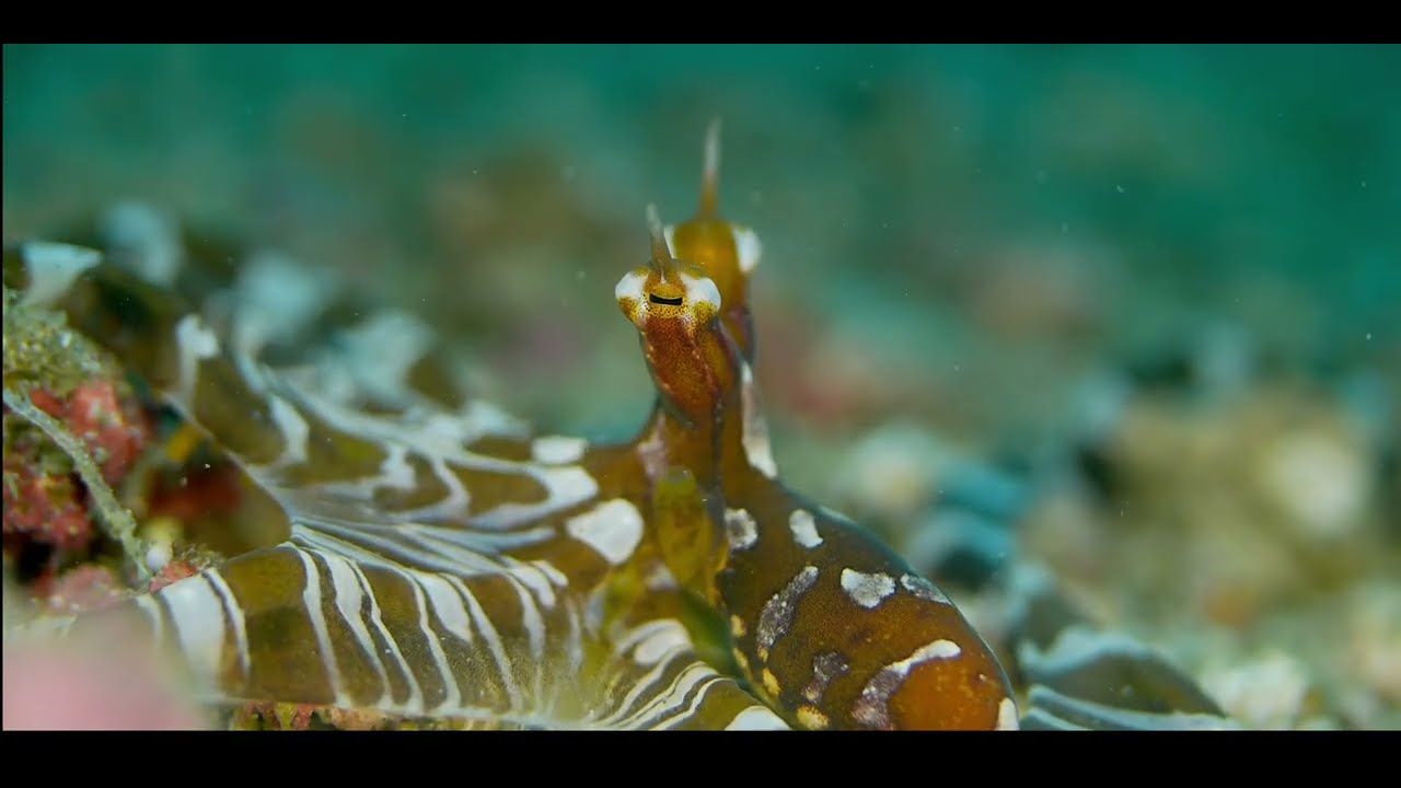 Second of 2 Tropical Pacific Gastropods-Octopus + Squid videos, genus and species.