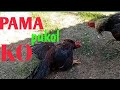 Ayam Pama Kakinya Serem Ternyata Punya Pukol K O Ayam Kecil Pukulan Gede Istimewa