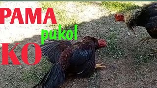 Download lagu Ayam Pama kakinya serem!! ternyata punya pukol K.O ! || ayam kecil pukulan gede...istimewa mp3