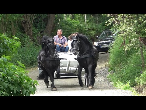 Nunta la Margau, Cluj - Nunta de poveste - Trasura cu armasari Friesieni, Dorin de la Cluj - 2020