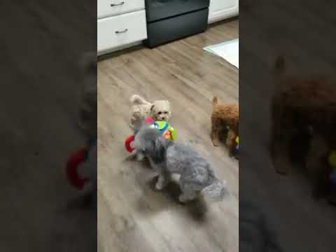Awesome maltipoo Puppies