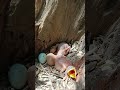 Myna Bird New Born Babies P 3 Shorts Shortsvideo Shortsfeed Viral Trendingshorts Short