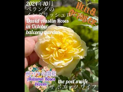 鉢植えの地中海植物：テラスまたはバルコニーで育てるにはどの種が適していますか？  庭園