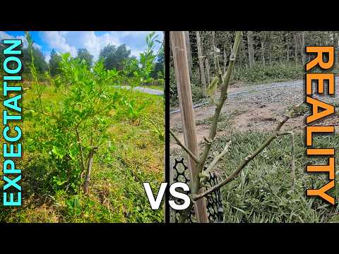 Organic VS Chemical Farming: The Stark Reality