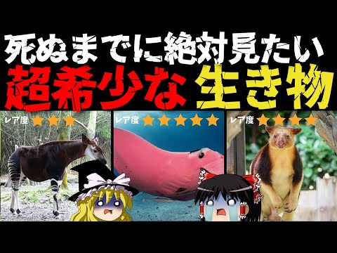 , title : '世界の珍しい希少動物10選'