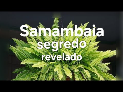, title : 'Como cultivar e fazer mudas de Samambaia'