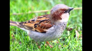 Sparrows are NICE : )