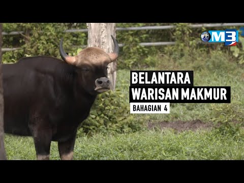 Majalah 3 | Belantara Warisan Makmur Bhg 4