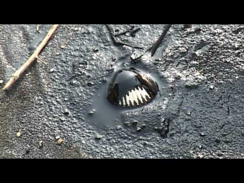 M. Breuersbrock-Crude Oil on Canvas.mov