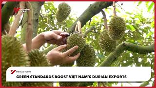 Green standards boost Việt Nam’s durian exports | Vietnam Today