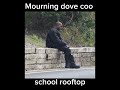 School Rooftop With Cicada Sounds Mourning Dove Coo