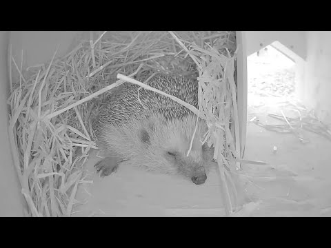 Highlights Today (pheasants, hedgehogs...) Recke, Germany - Aug 20, 2020