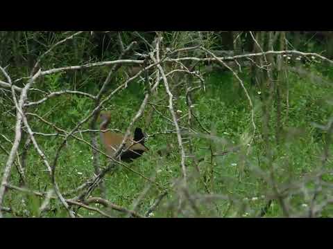 Gallineta zona San Francisco Paysandú Uruguay #flor#fauna#urbana