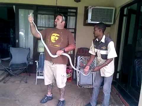 Black Mamba Pulled from a Book Shelf in Lounge