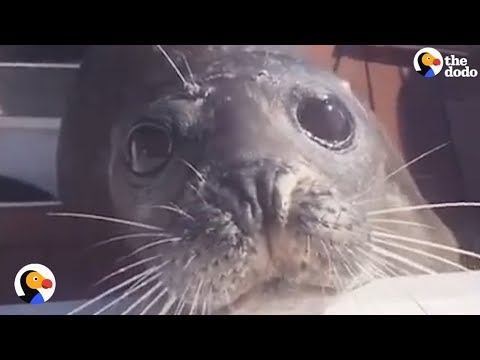Seal Chased By Hungry Orcas Jumps on Boat | The Dodo