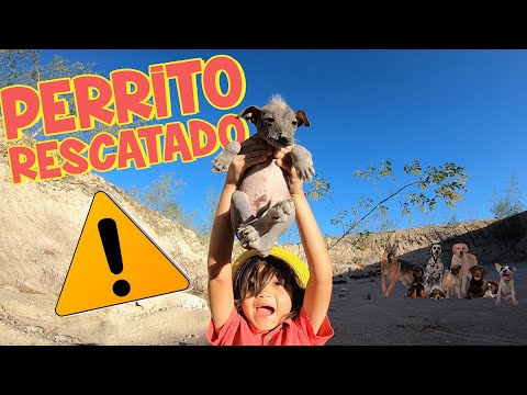 Exploro la Montaña de los PERROS SALVAJES y Rescato un PERRITO