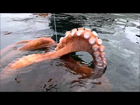 Octopus Caught While Kayak Fishing