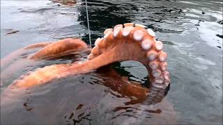 Смотреть онлайн Мужик поймал на удочку огромного осьминога