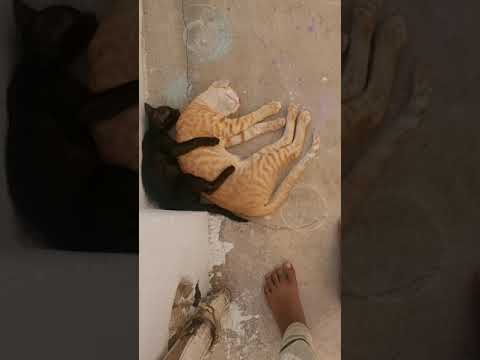 BEAUTIFUL😍 SLEEPING 🛏 POSITIONS OF KITTENS