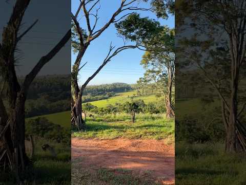 Interior do Paraná região de Siqueira Campos #roca #interior #sitio