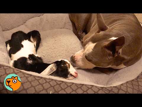 Dog Becomes A Perfect Nanny For A Baby Goat! | 3 Best Stories