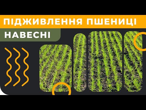 Чем подкормить пшеницу весной?