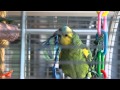 Kira de amazone papegaai 