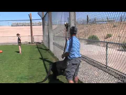 Awesome Playing With Leopard  | Laughing Today