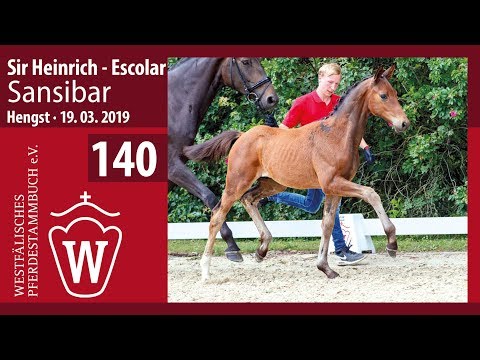 140 Sansibar Hengst v. Sir Heinrich - Escolar