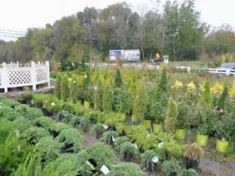 A Great Fall Groundcover.... Sedums  call us at 215 651 8329