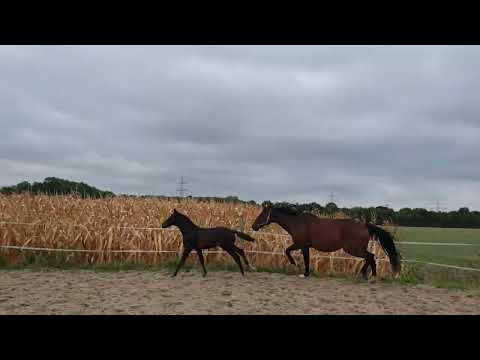 Oldenburger Hengstfohlen Vivaldon x Fürst Grandios x Rubin Royal Galopp for sale