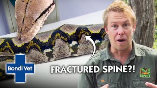 Python may be PARALYZED FOREVER from a Fractured Spine | Full Episode | The Wildlife of Tim Faulkner