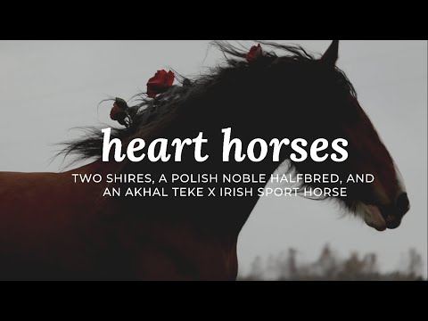 The horses I started with my lupus journey with