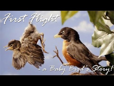 First Flight - a Baby Bird's Story!