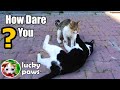 Male Cat Dares To Mate With Leader Male Cat Lucky Paws