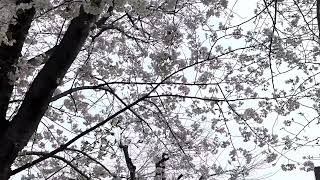 【下関市】ときわ公園の桜