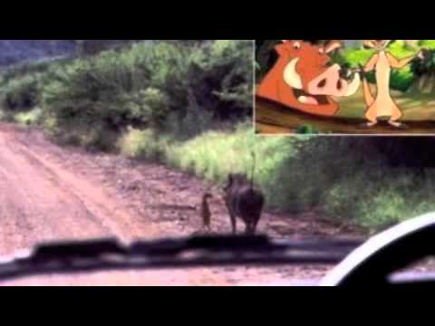 Hate for Disgrace - DTC (ATTENTION! Lyrics Might b