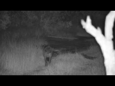 Djuma: Lone Hyena walks by - 22:27 - 03/01/2022