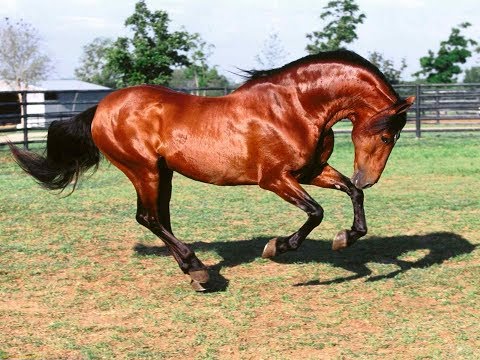 , title : 'Características de Razas Equinas Español y Lusitano - TvAgro por Juan Gonzalo Angel'