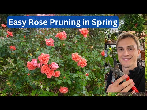 How To Prune ROSES In Spring For Maximum Flowers Easy & Fast