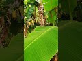 Kelwa Ke Paat Par Ugelan Suruj Dev ️ ️ ️ ️ ️ ️