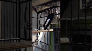 Download lagu NGERI ‼️ KACER MEWAH ISIAN NEMBAK #suaraburungkacer #shortvideo #burungkacer mp3 Download lagu NGERI ‼️ KACER MEWAH ISIAN NEMBAK #suaraburungkacer #shortvideo #burungkacer mp3