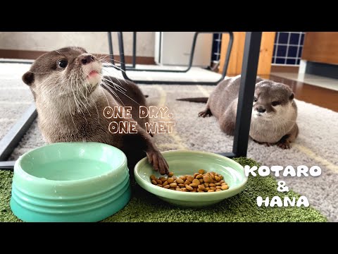 カワウソは何を食べますか?