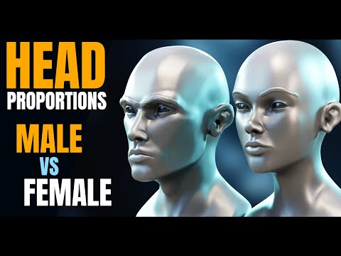 Male VS Female Head Proportions