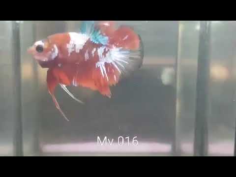 (MV-016) Red Galaxy Plakat Male Betta