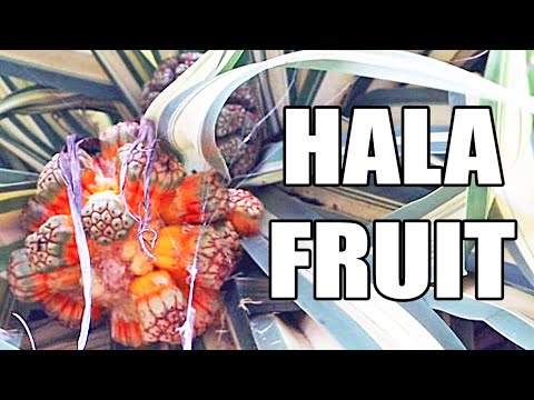 HALA FRUIT REVIEW (Pandanus / Screwpine) - Weird Fruit Explorer in The Seychelles
