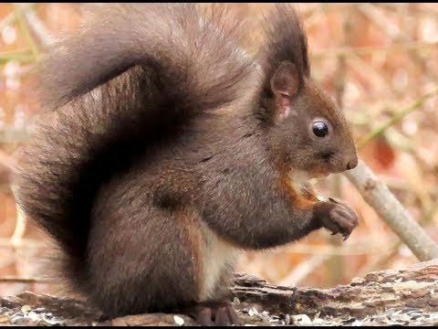 875. Veverka obecná, Red squirrel, Eurasisches Eichhörnchen, Обыкновенная белка, #squirrel