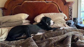 Funny Lazy Great Danes Aren't Ready To Get Out of Bed