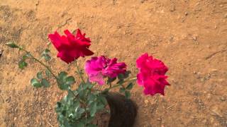 Kashmir Rose Flower @ Kadiyam Nursery
