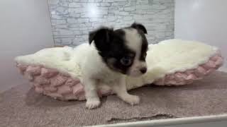 チワワ（ロング）の動画01